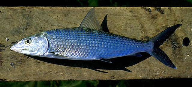 Albula vulpes (Linnaeus, 1758)